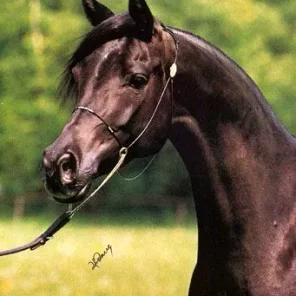 Equina