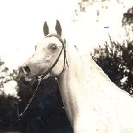 NASR