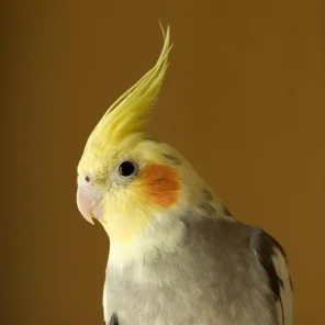Pet Bird Supplies Checklists - Cockatiels, Lovebirds, Small Parakeets, and Parrotlets