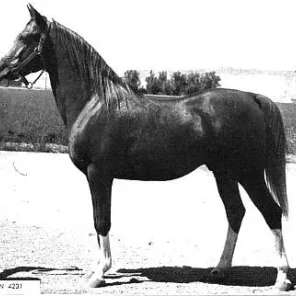Munifan