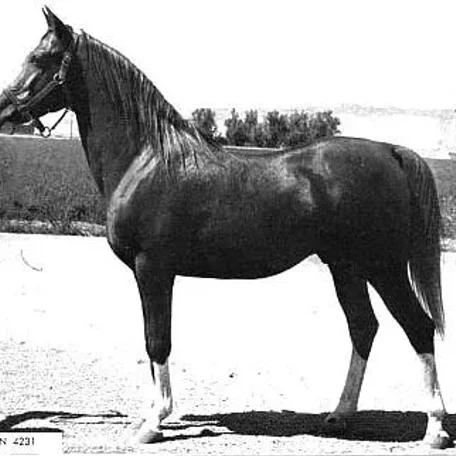 Munifan