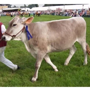 Brown Swiss