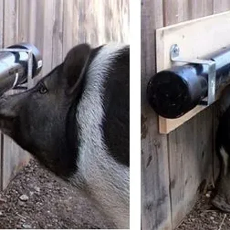 Enrichment for Mini Pig health and happiness