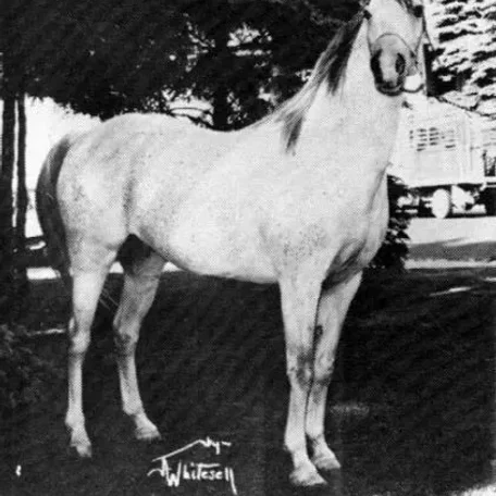 Gajala was bred to *Fadl and then to *Fadl son, Fay-el-Din, when she produced the filly Gadina (who later produced the Ferzon son, Ferdine).
