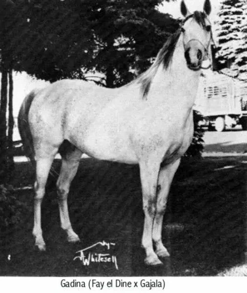 Gajala was bred to *Fadl and then to *Fadl son, Fay-el-Din, when she produced the filly Gadina (who later produced the Ferzon son, Ferdine).