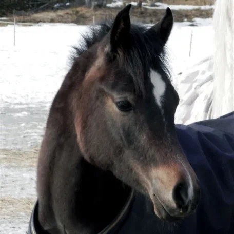 Hadrian A, 7 months old