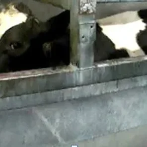 Animal-welfare Improvement at Dutch Cattle Slaughterhouse