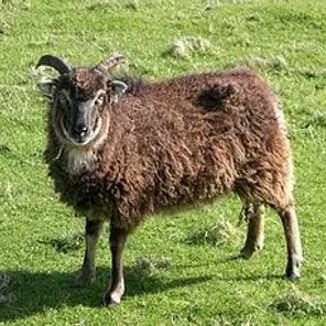 Soay