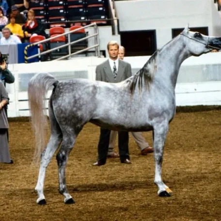 Here is 1996 U.S. and Canadian Top Ten Mare *Maya El Jamaal, another example of the Ali Jamaal/El Hilal nick (her dam is Bint Mokhema by El Hilal out of Mokhema). *Maya El Jamaal is recently deceased; she was a good producer whose 6 champion offspring inc