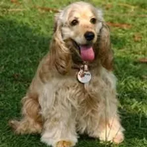 Mini English Cocker (Designer Dog)