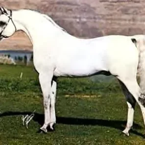 EL HILAL