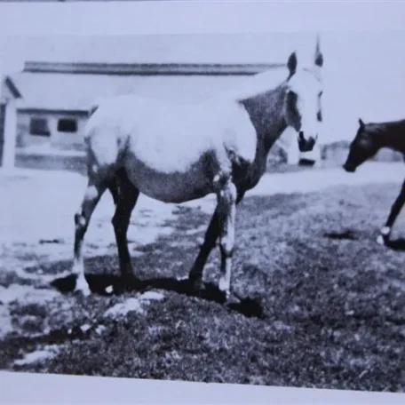 Raseyna (Raseyn x Sherlet) grey mare, foaled February 8, 1935bred by Robert T. Wilson