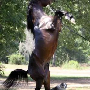 PRINCE VALENTINO MWR