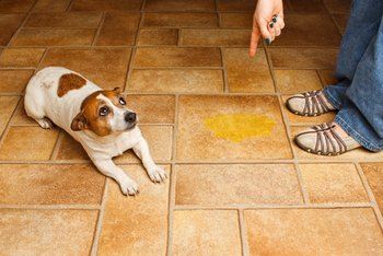 Eye infection and Urinating in the House?