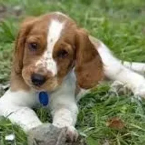 Sceagle (Designer Dog)