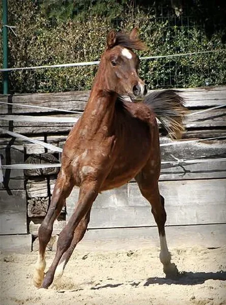 DA Jakandro