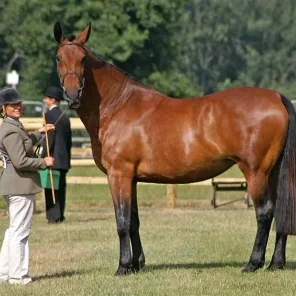 Driving Horses List