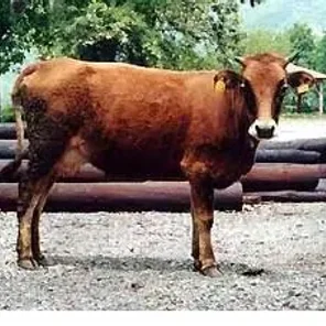 Greek Shorthorn