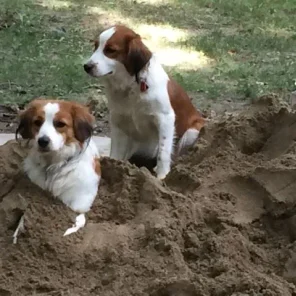 Xena and Max playing together in the sand! Too Cute! <3