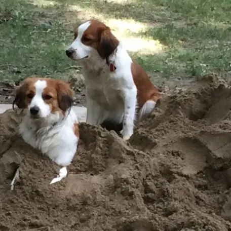 Xena and Max playing together in the sand! Too Cute! <3