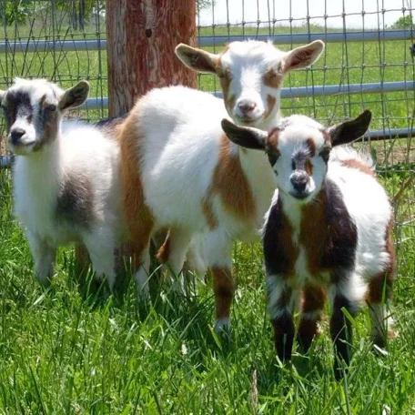 The Nigerian Dwarf goat is a miniature dairy goat breed of West African ancestry.