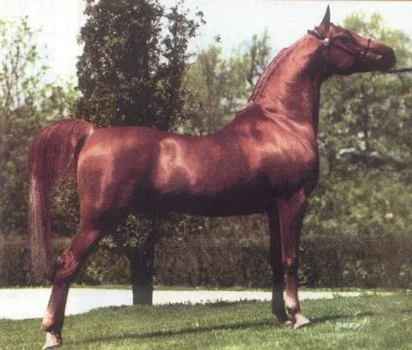 Dalul