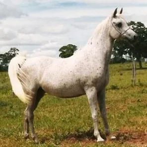 FHF La Luña
