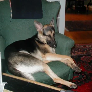 My sweet friend Sans Souci (Sau-Sau) whom I miss every day. Please reincarnate and come back to me soon!