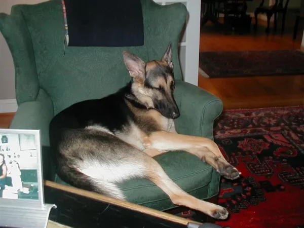 My sweet friend Sans Souci (Sau-Sau) whom I miss every day. Please reincarnate and come back to me soon!