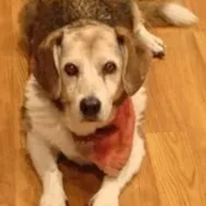 Corgi Basset (Designer Dog)