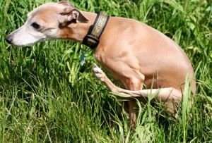 Why Is My Dog Dragging Its Bottom?
