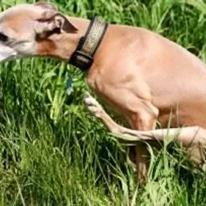Why Is My Dog Dragging Its Bottom?