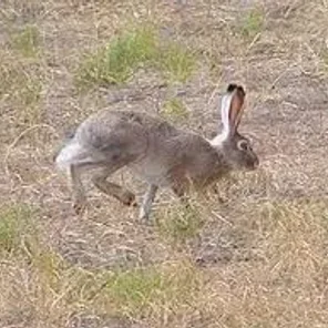 White-tailed Jackrabbit