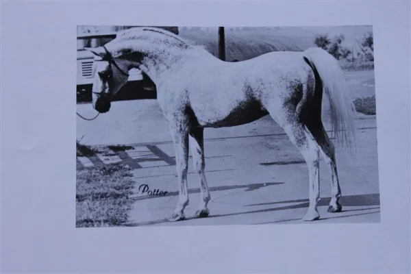 Rastol (Raseyn x Stola) grey stallion, foaled February 4, 1948
Bred by United States Government