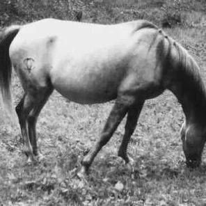 Morisca V
