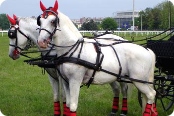 Driving Horses List