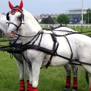 Driving Horses List