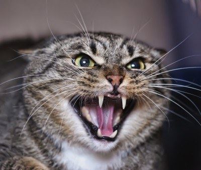 Why Is My Cat Hissing and Growling for No Reason