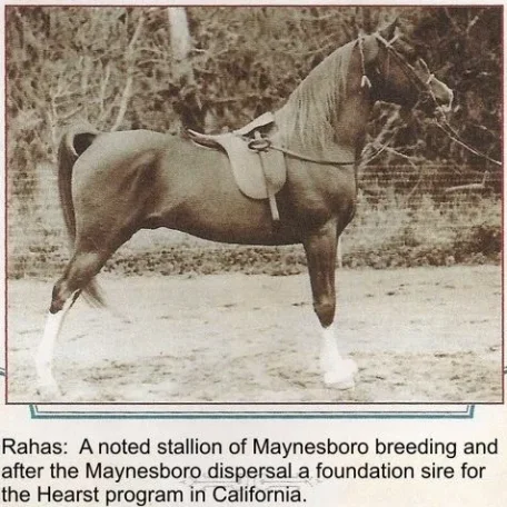 RAHAS
