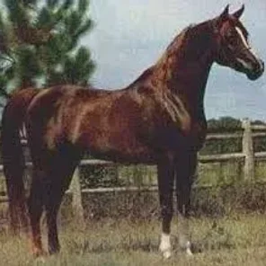 Faleh