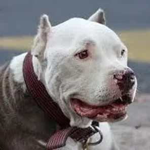 Olde Pit Bulldogge (Designer Dog)