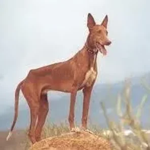 Podenco Canario