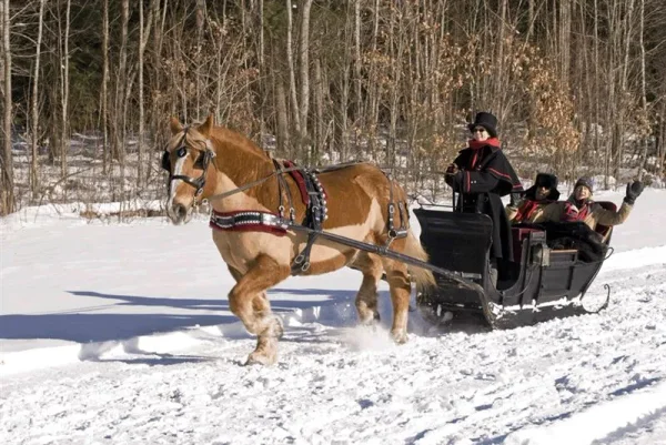 sleigh ride - tally ho!
