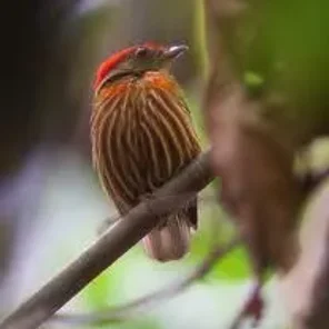 Striped Manakin