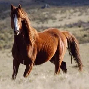 Brumby