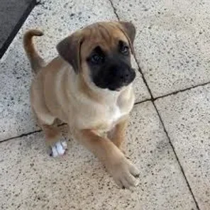 Boxador (Designer Dog)