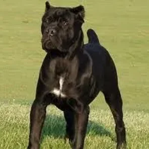 Cane Corso
