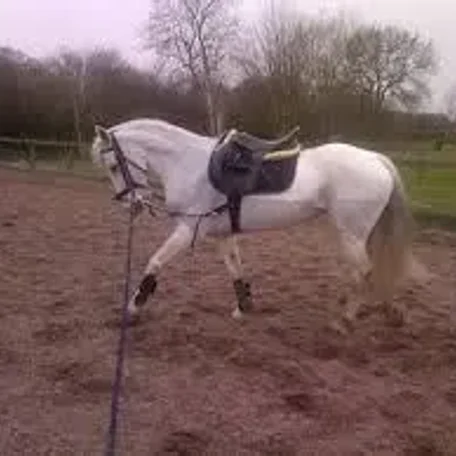 Properly Lunging a Horse