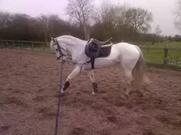 Properly Lunging a Horse