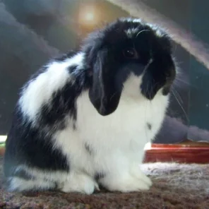 Luv Lop's Saavik